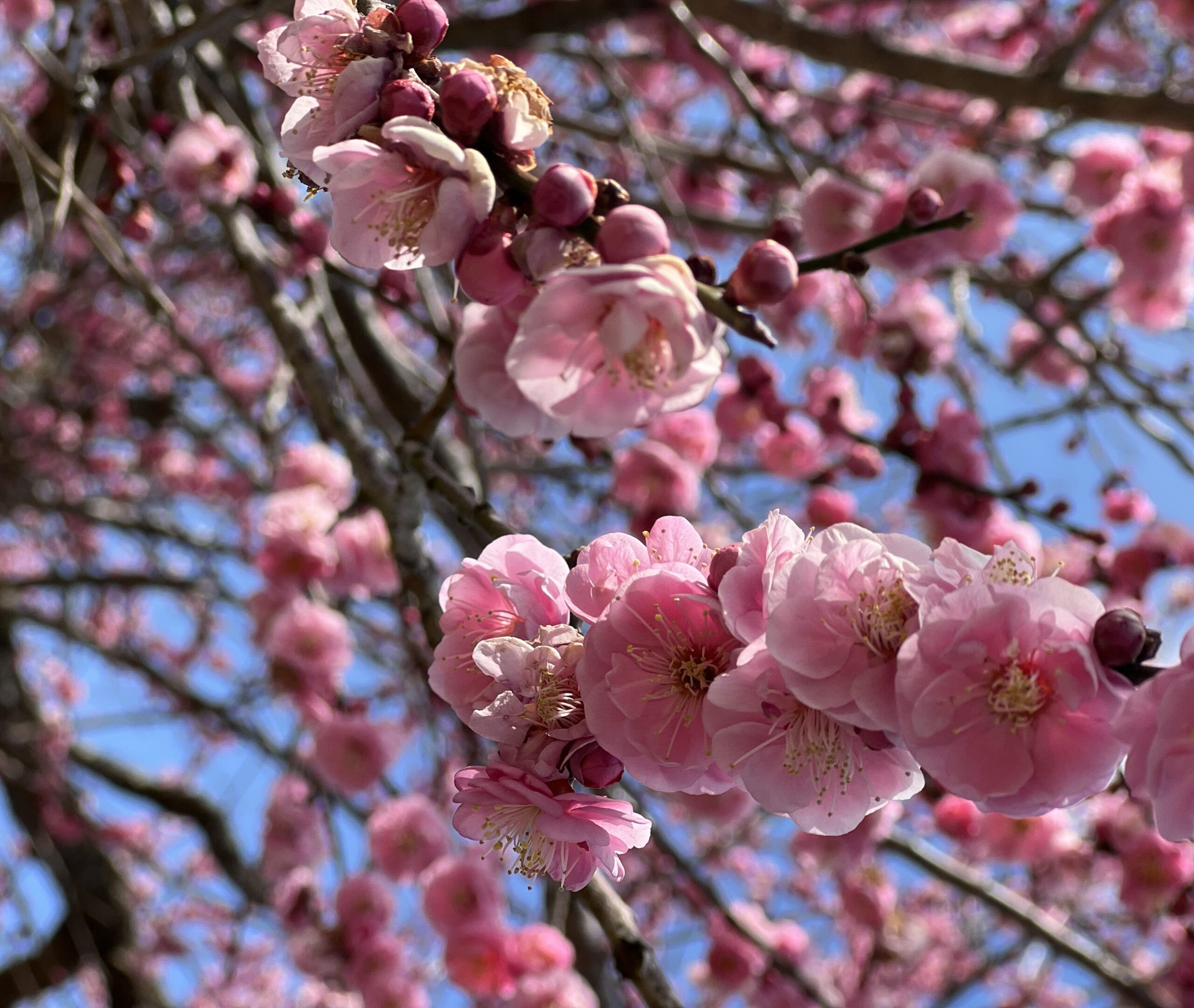 pink ume blossoms