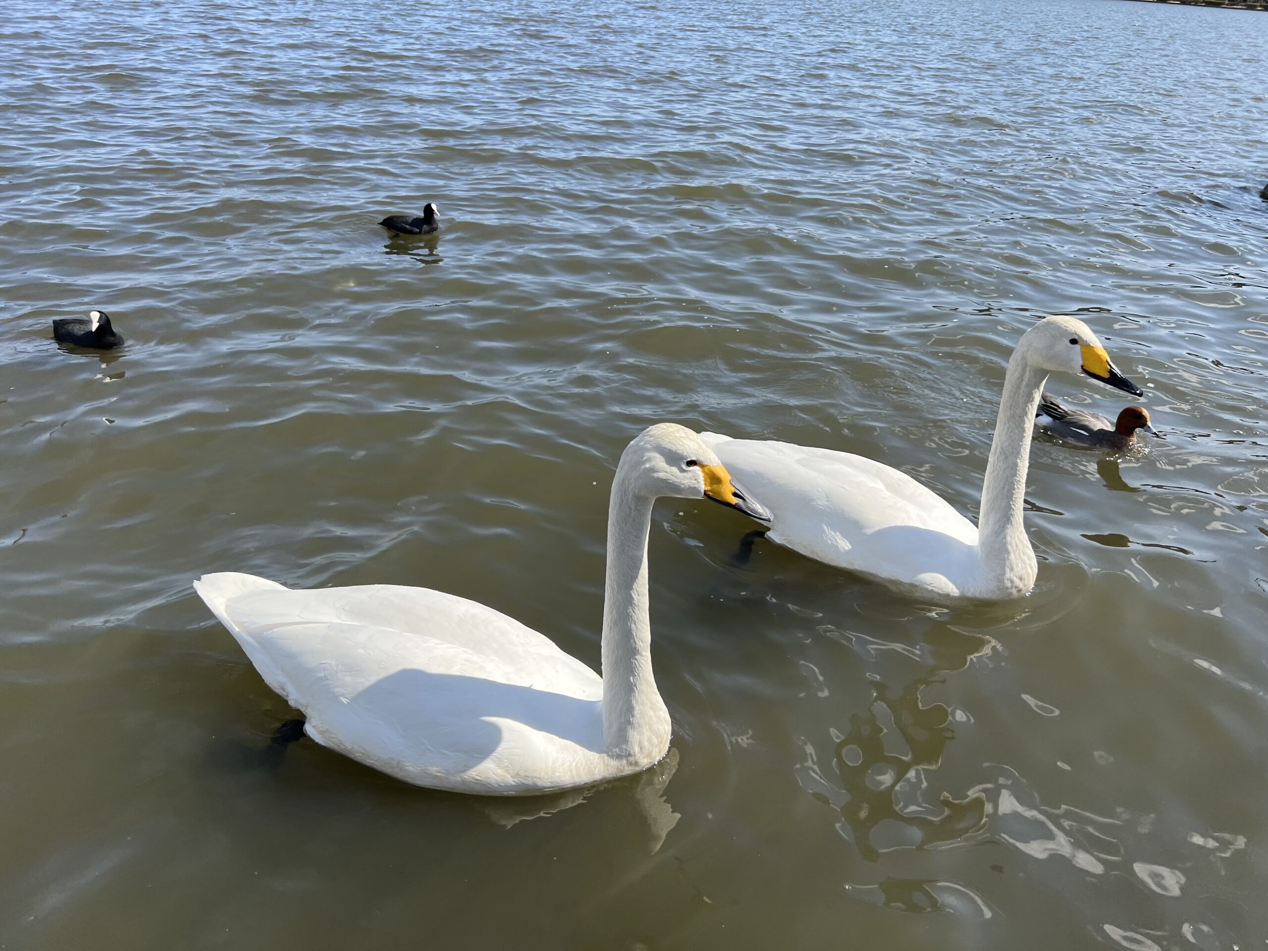 swans in semba lake