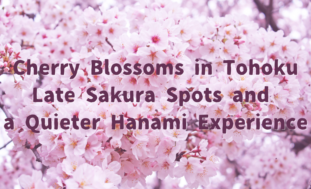 Cherry Blossoms in Tohoku Late Sakura Spots and a Quieter Hanami Experience