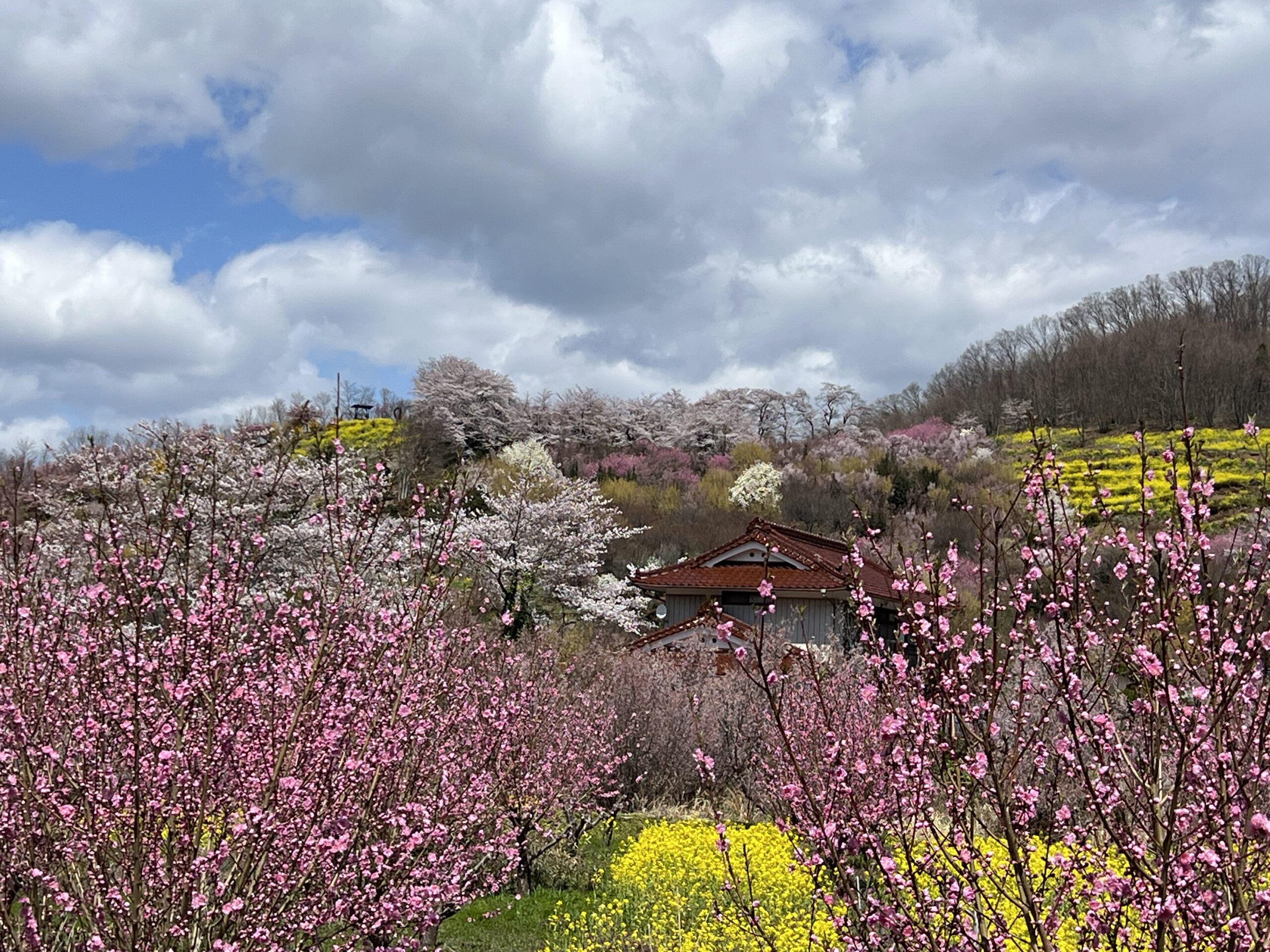 hanamiyama