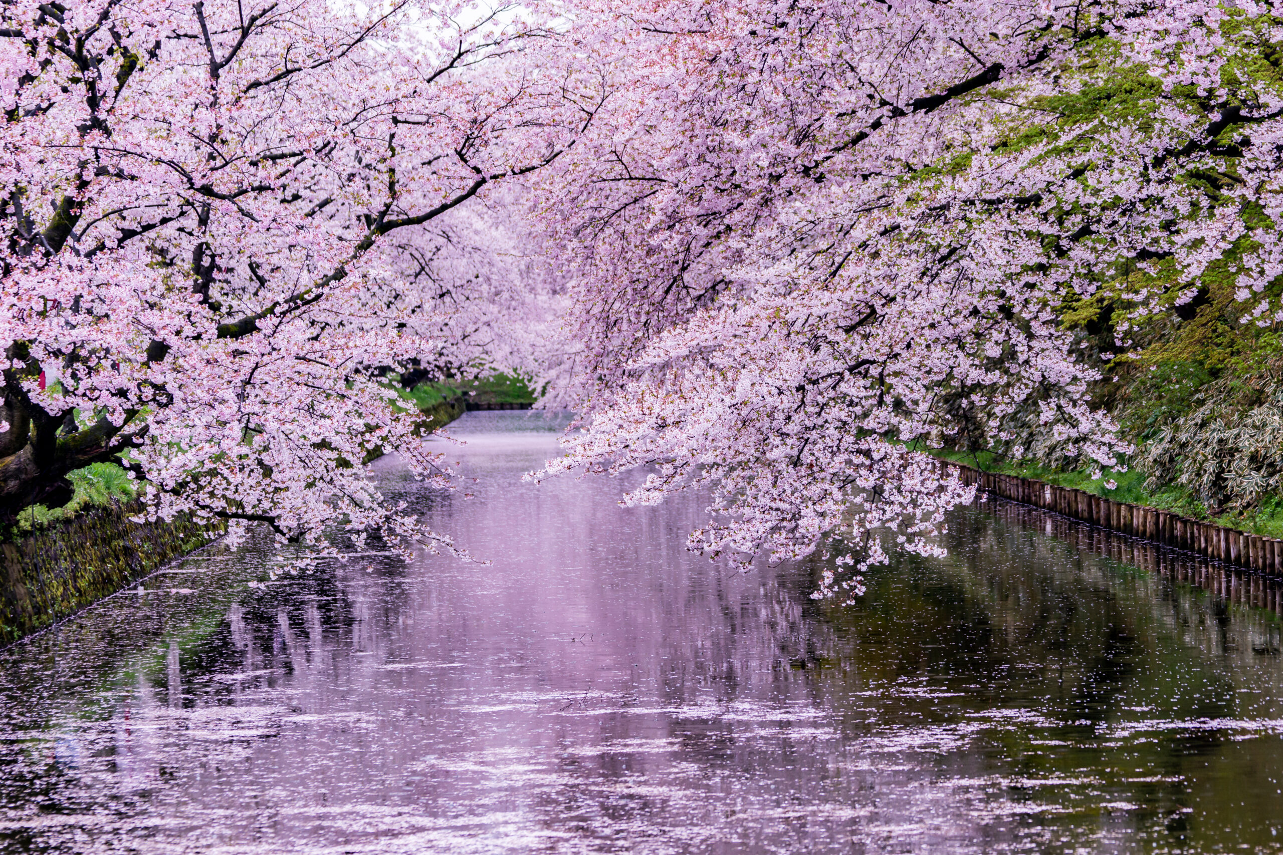 hirosaki park sakura petals