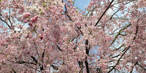 Blooming sakura
