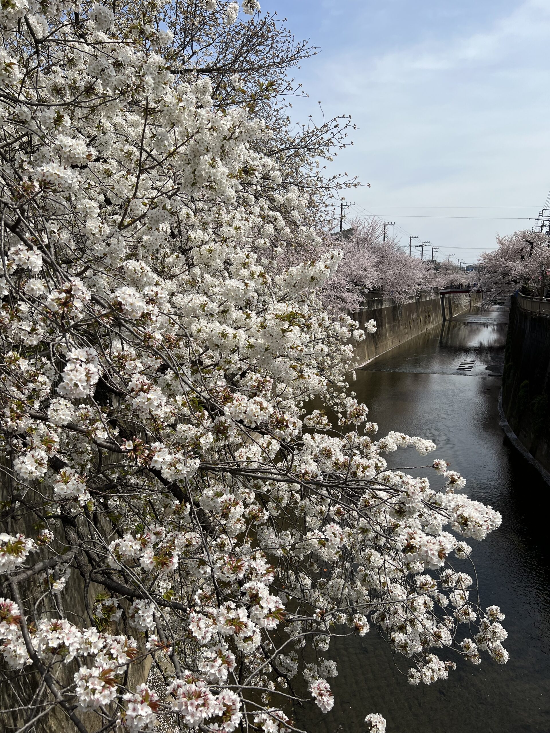 sakura along the shakujii river