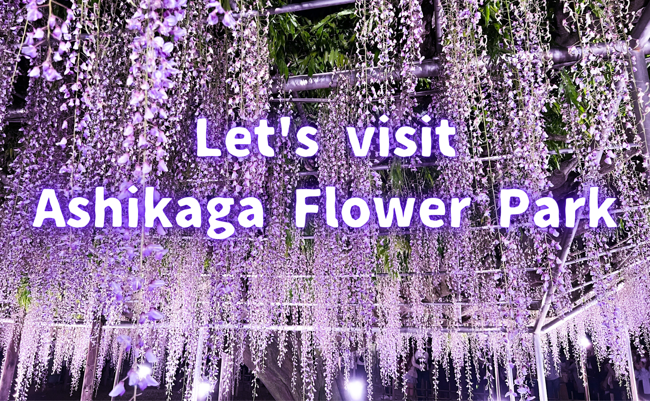 let's visit Ashikaga Flower Park!