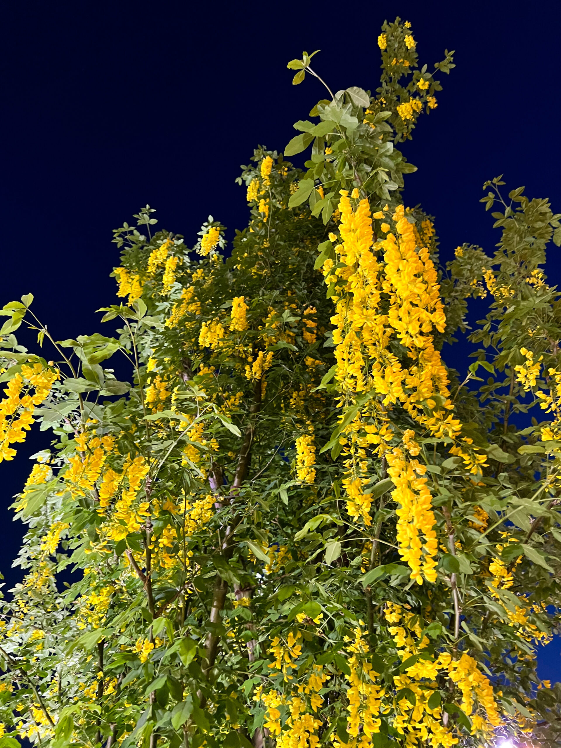 yellow wisteria