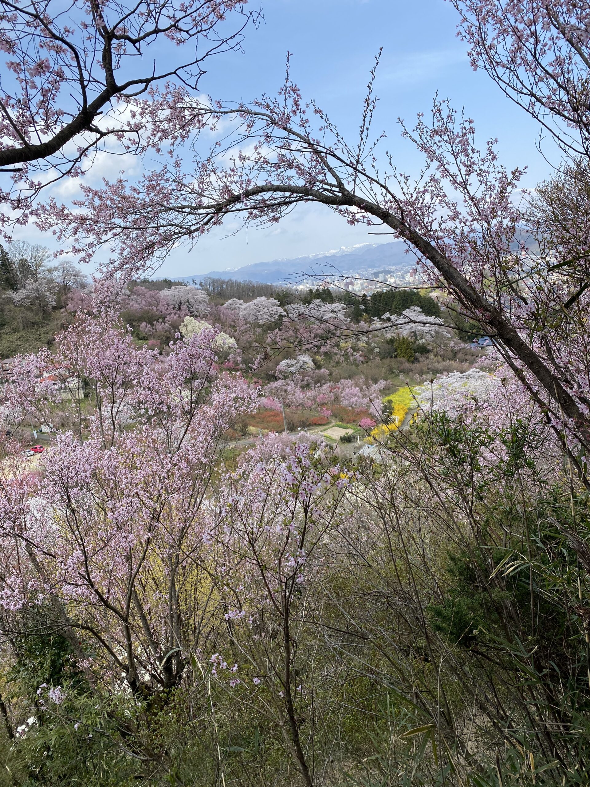 hanamiyama park