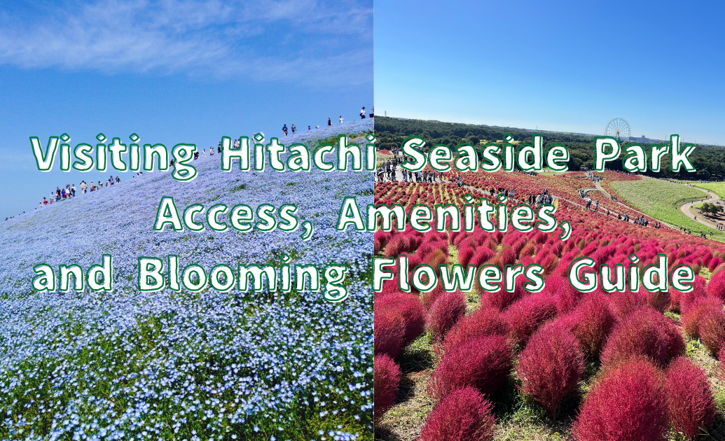 Visiting Hitachi Seaside Park Access, Amenities, and Blooming Flowers Guide