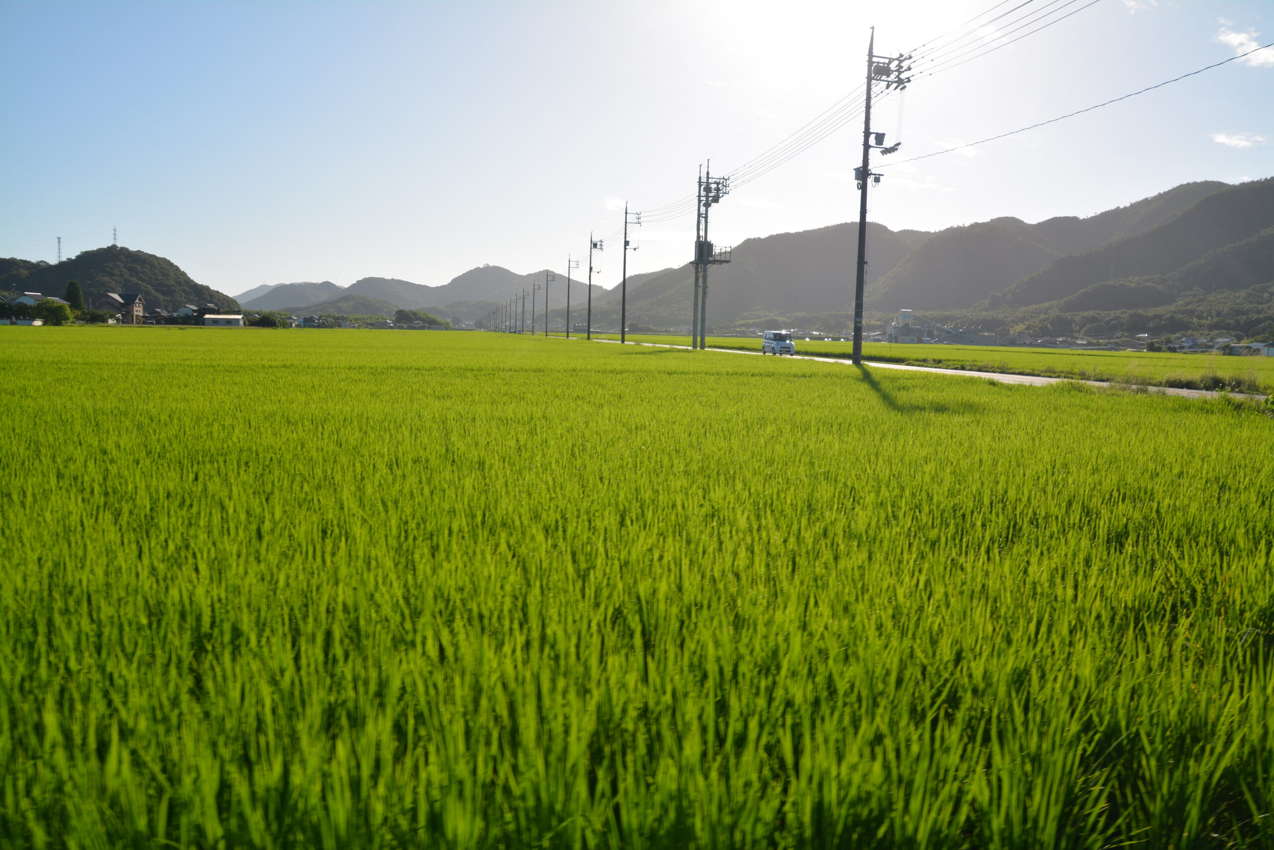 rice fields