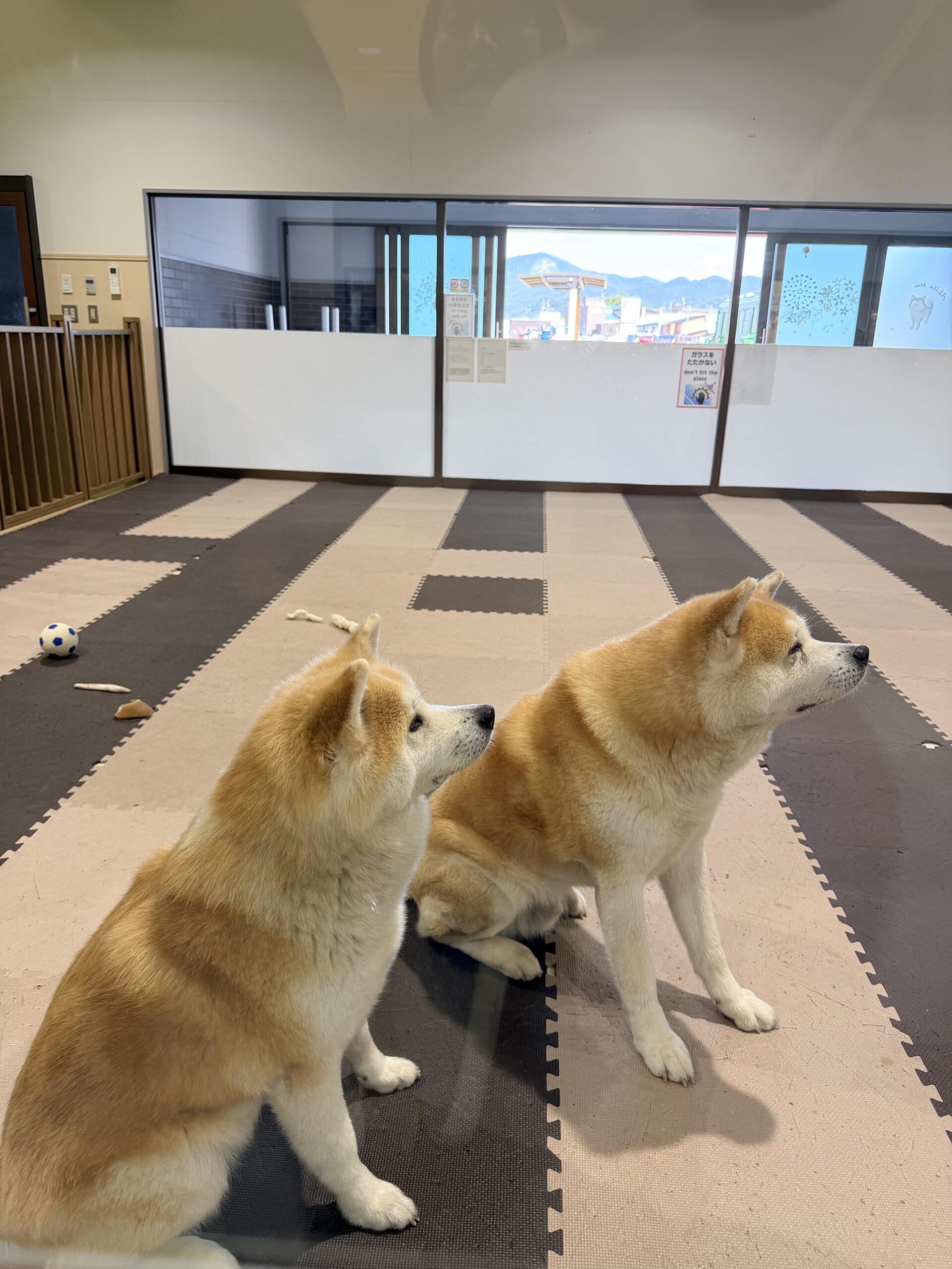 akita-inu no sato